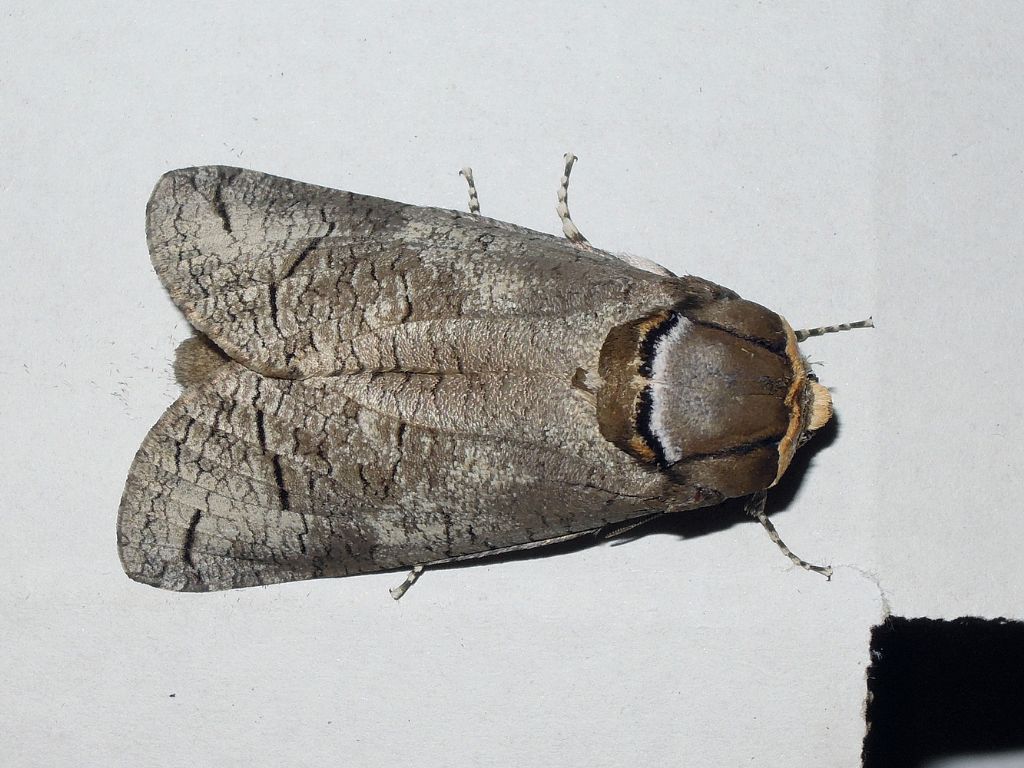 Cossus cossus